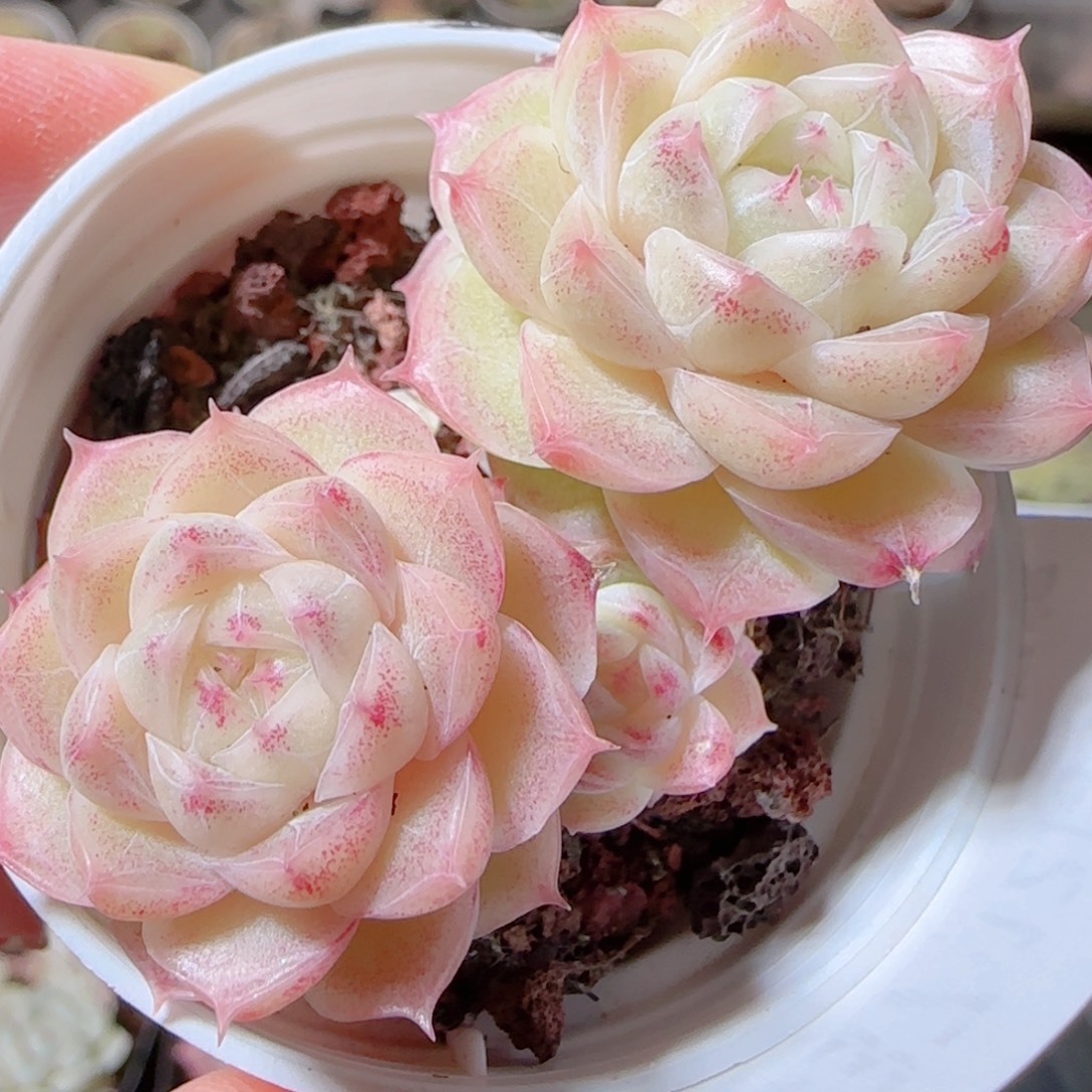 花语多肉1212-437散