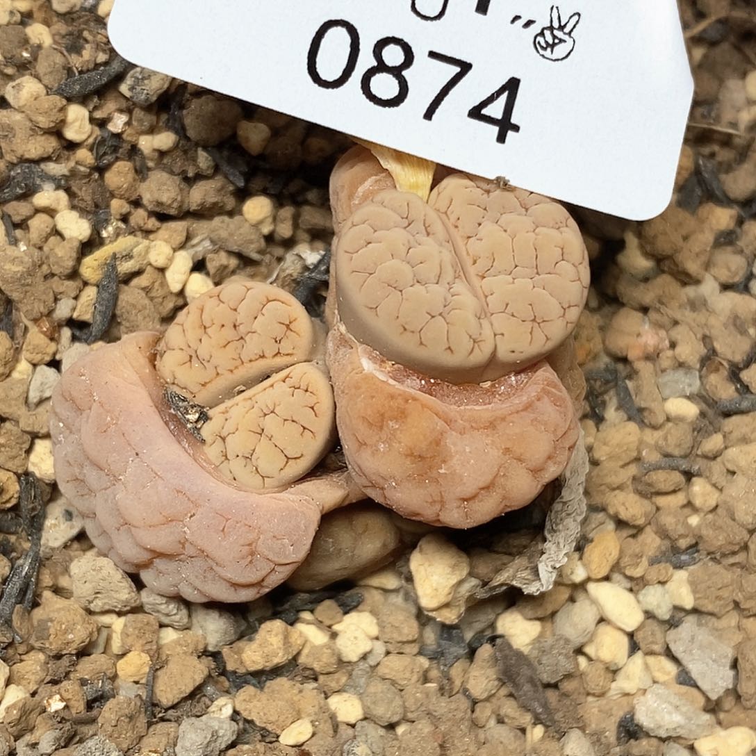 0874。零下拍保温。