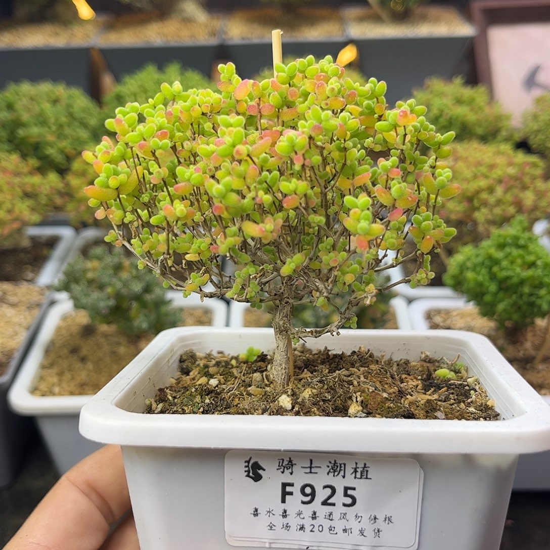 925蜜橘糖球枝干番杏