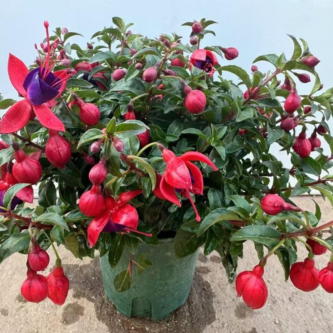 倒挂金钟灯笼花盆栽花卉沙漠玫瑰
