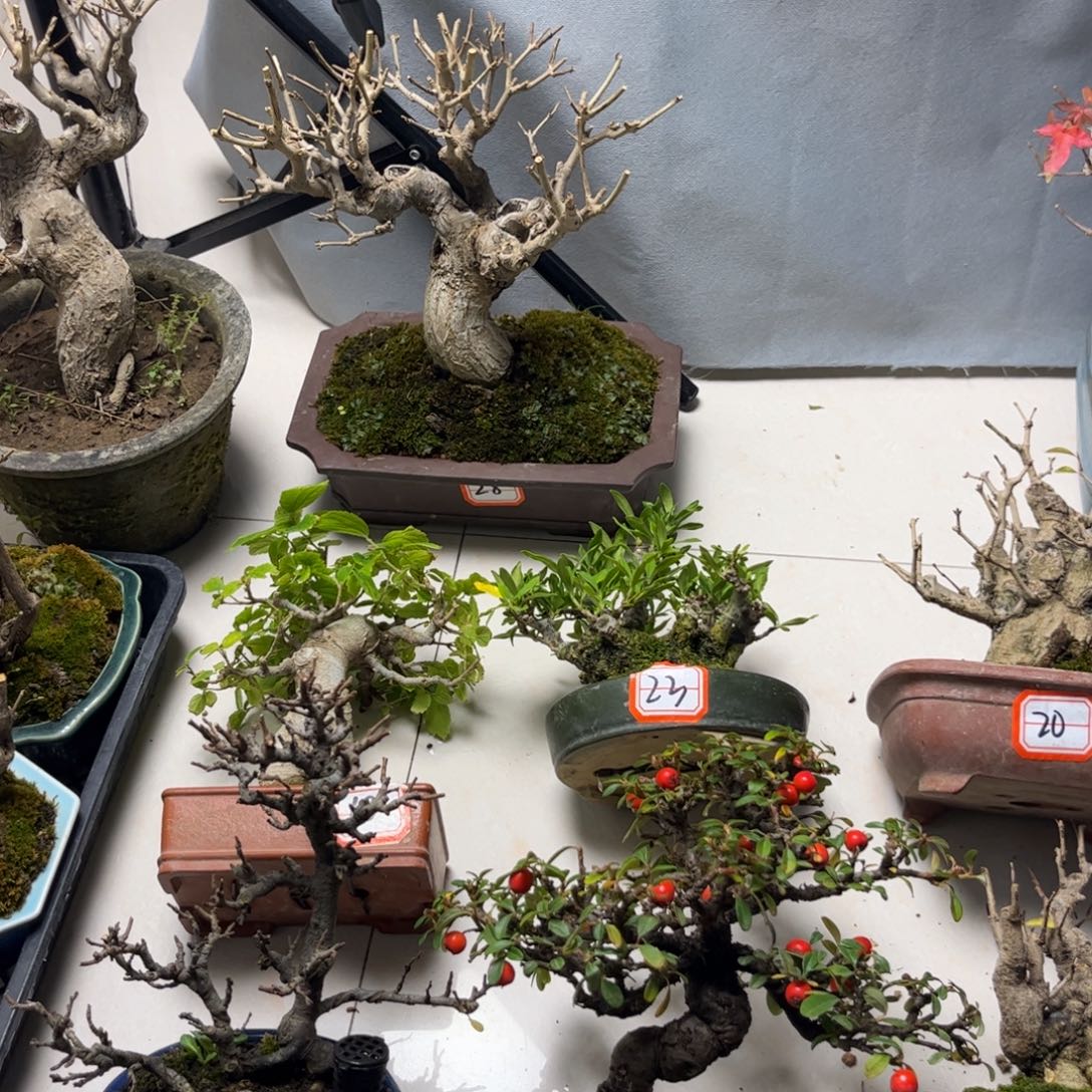 无花朵石榴盆景啦啦啦啦啦啦