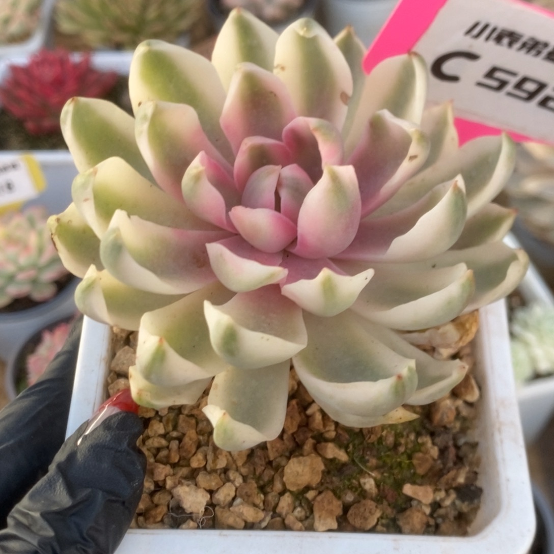 592琼斯锦锦锦锦锦锦
