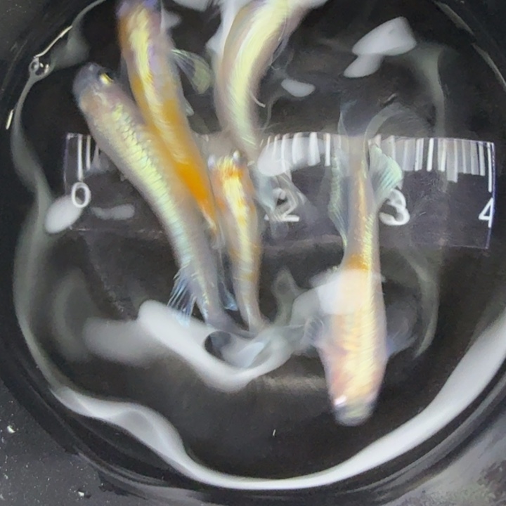青鳉鱼粉赤壁40号青鳉