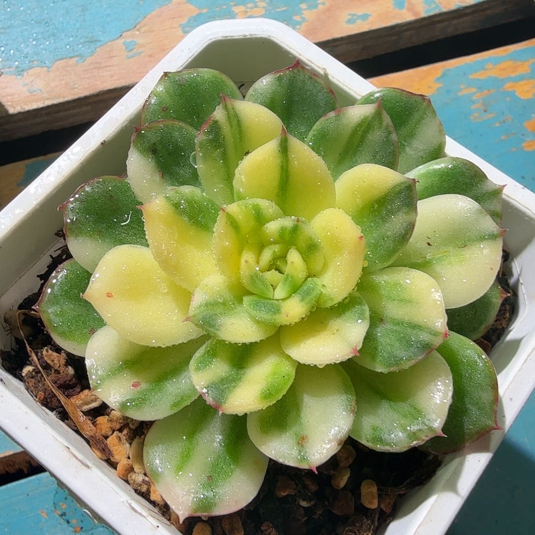 宝利安娜白锦，花脸，多肉