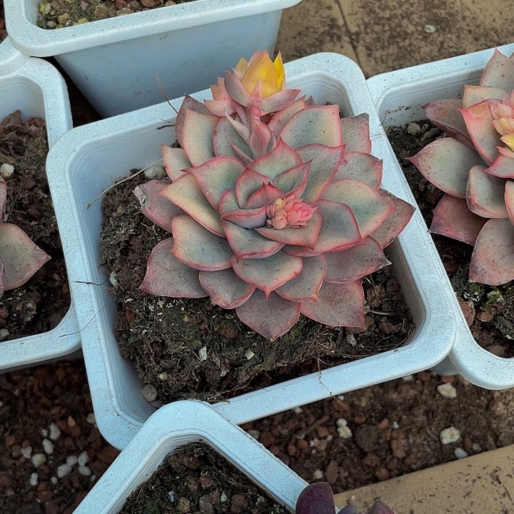 10方月光女神锦带盆