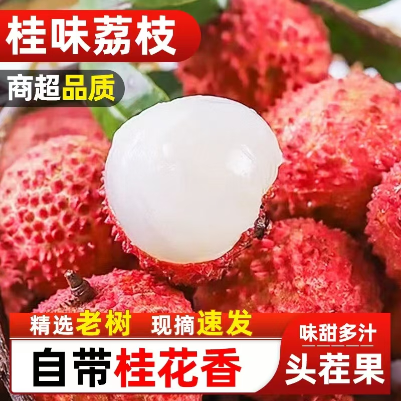 【冷链配送】广东茂名桂味荔枝老树果核有大有小 纯甜多汁【帝】