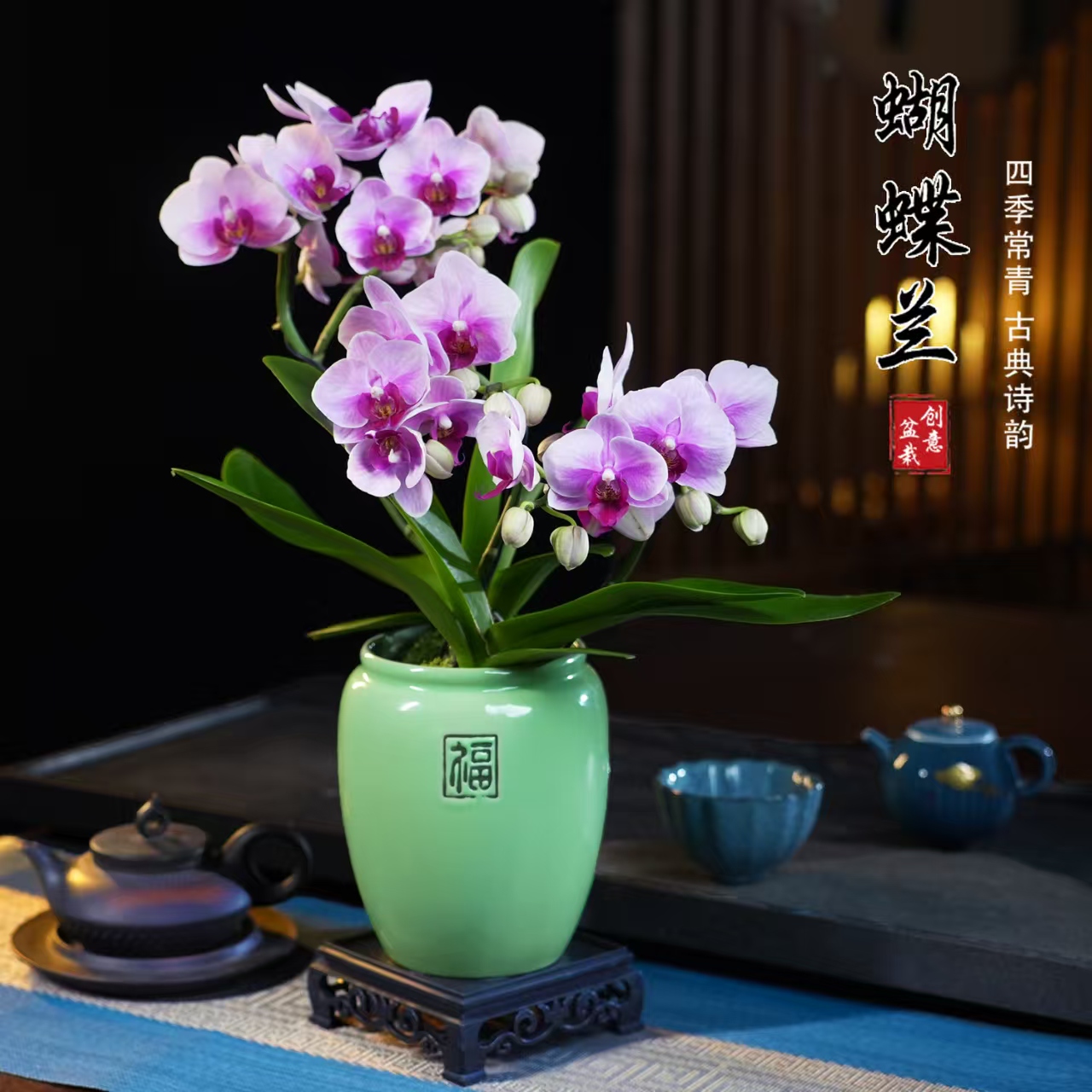 宝贝蝴蝶兰盆栽四季常青花卉茶桌面净化空气花办公室内绿植物花开