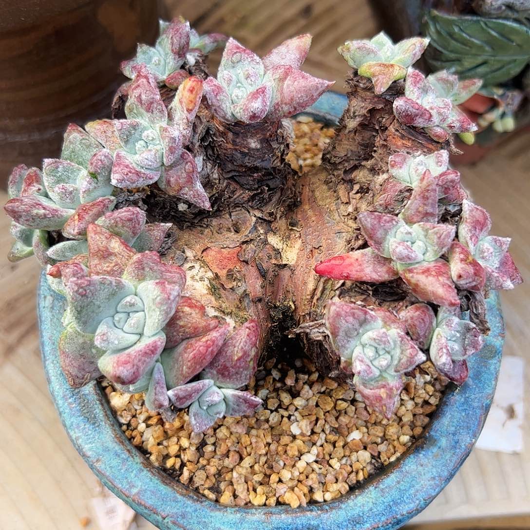 5367磨盘老桩苹果叶