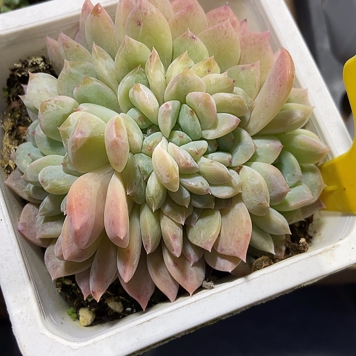 多肉植物冰魄朵朵556
