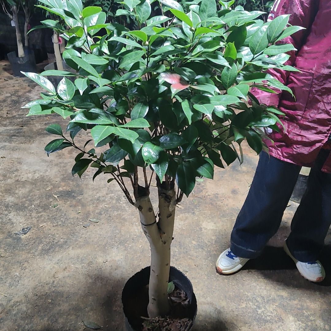 全部花苞明镜不包邮