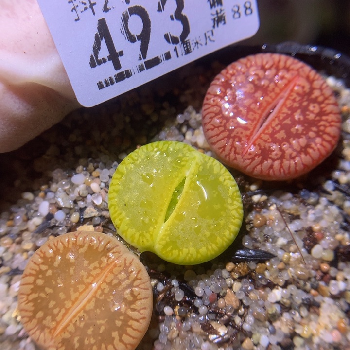 精品生石花218.493