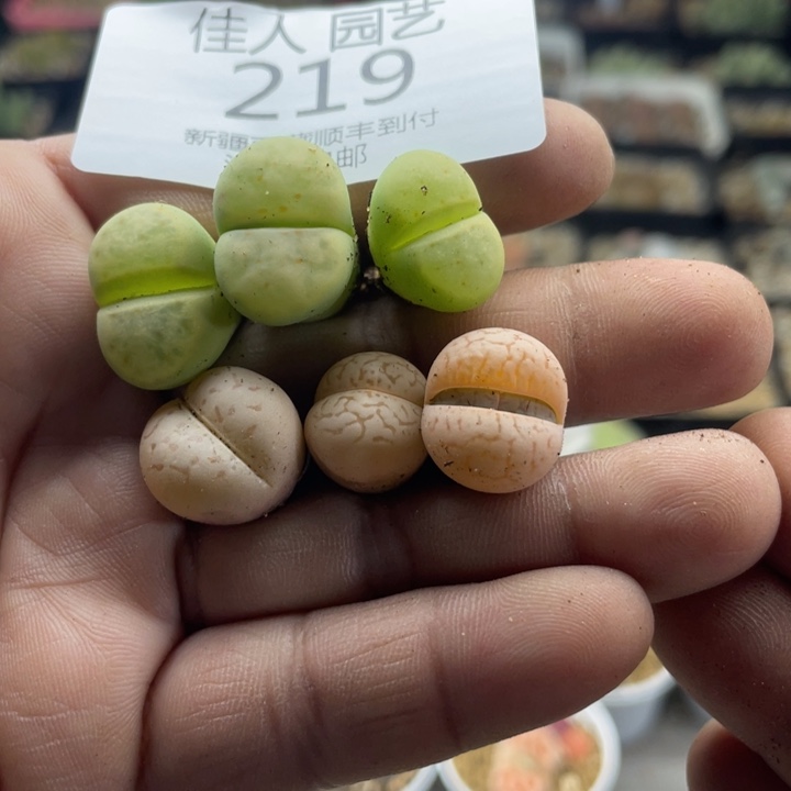 佳人园艺上福利啦219