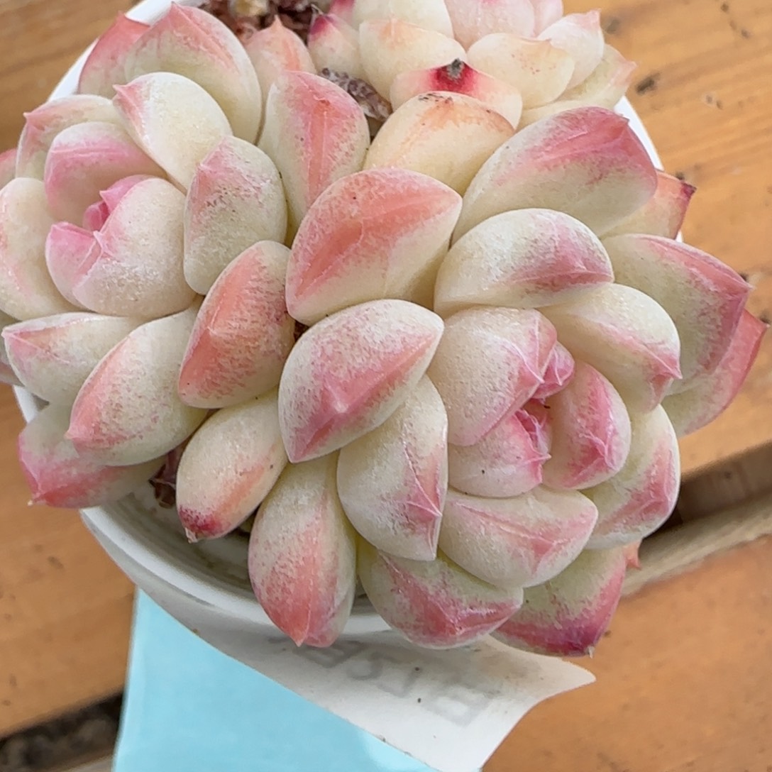 花语逸镜0127-500