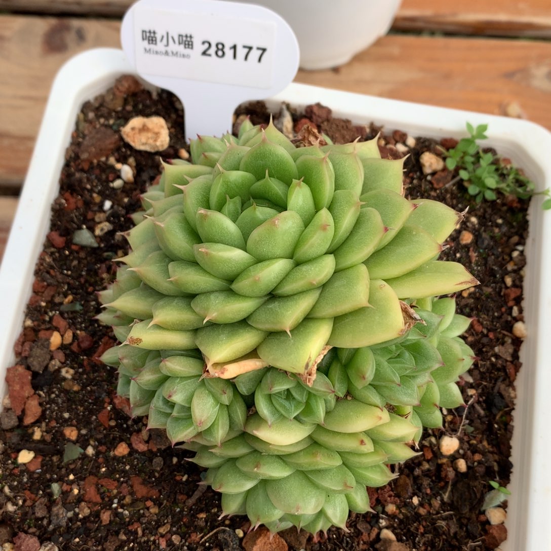 6*多肉植物东云珍妮