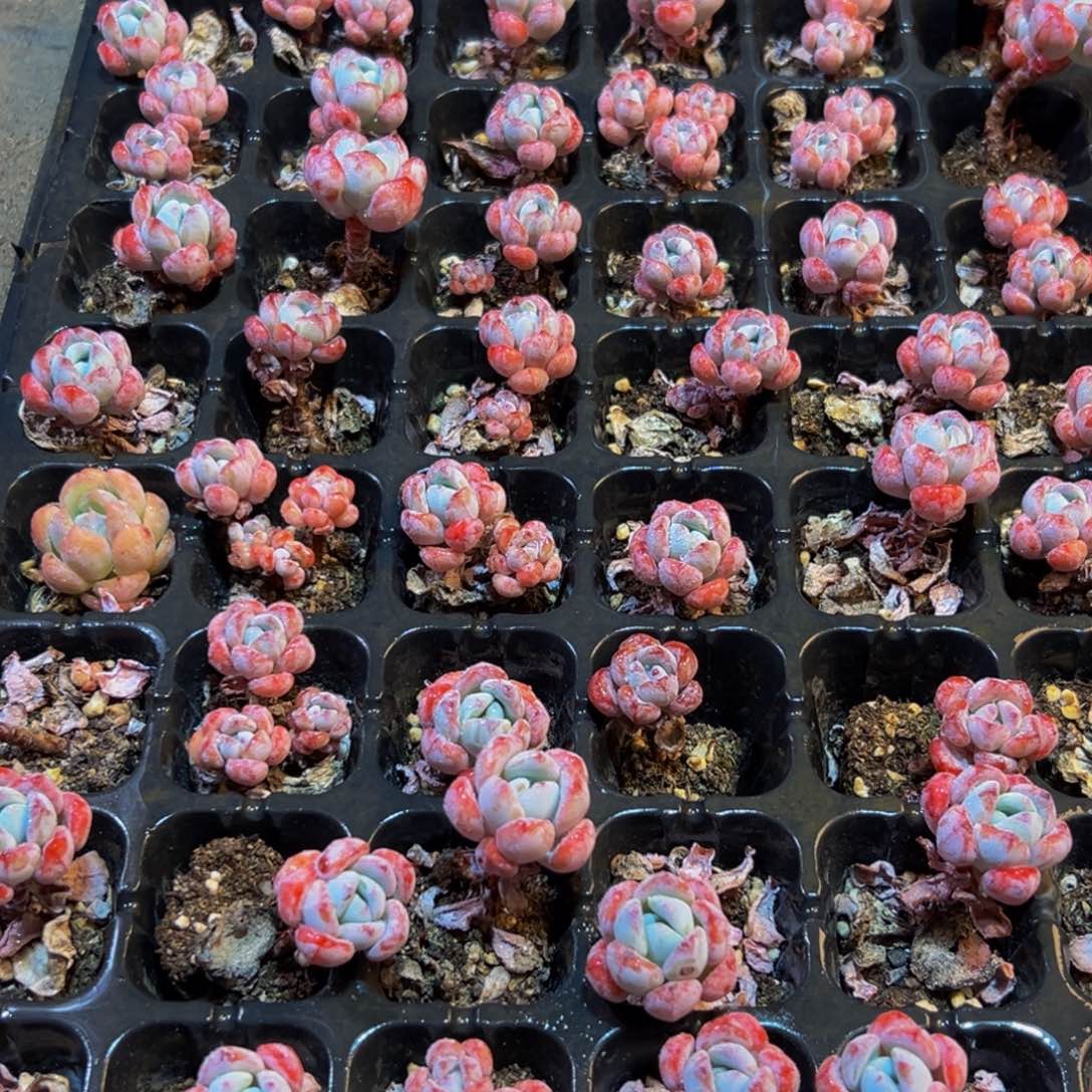 378多肉葡萄的价格是多少
