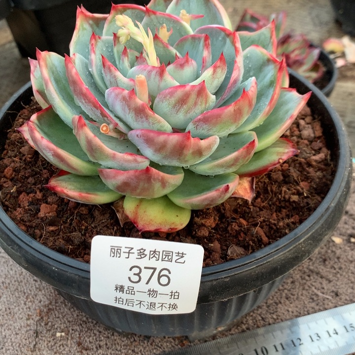 376花脸宽叶拉丝外翻。尺寸12。多肉植物