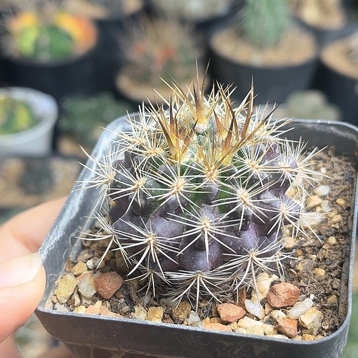 紫皮实生智利球伏龙玉4.4公分