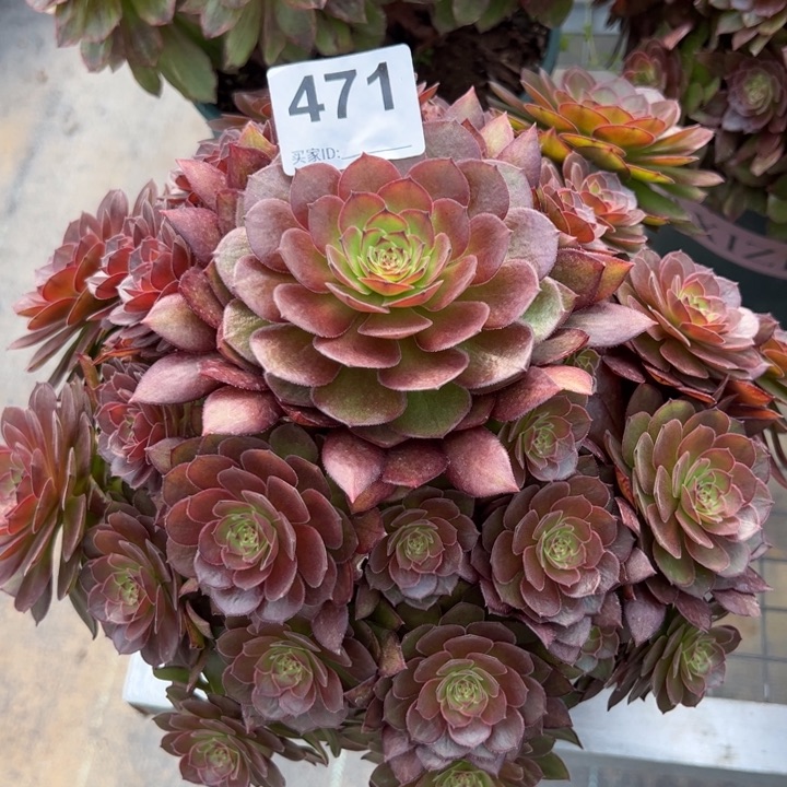 471红魔多肉22厘米左右