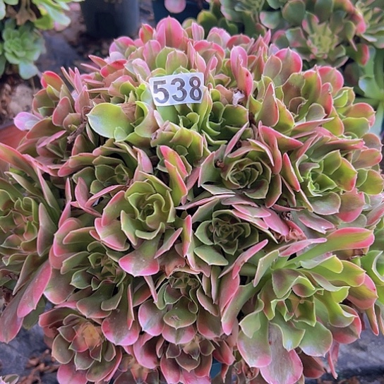 舞***心多肉植物一个香非