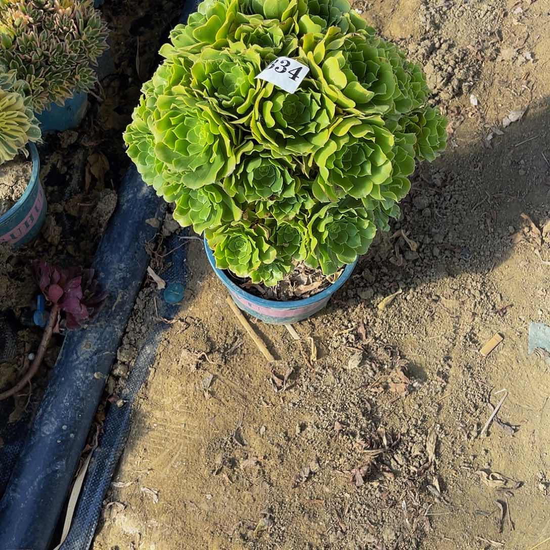 绿杨蓉法师多肉1-18