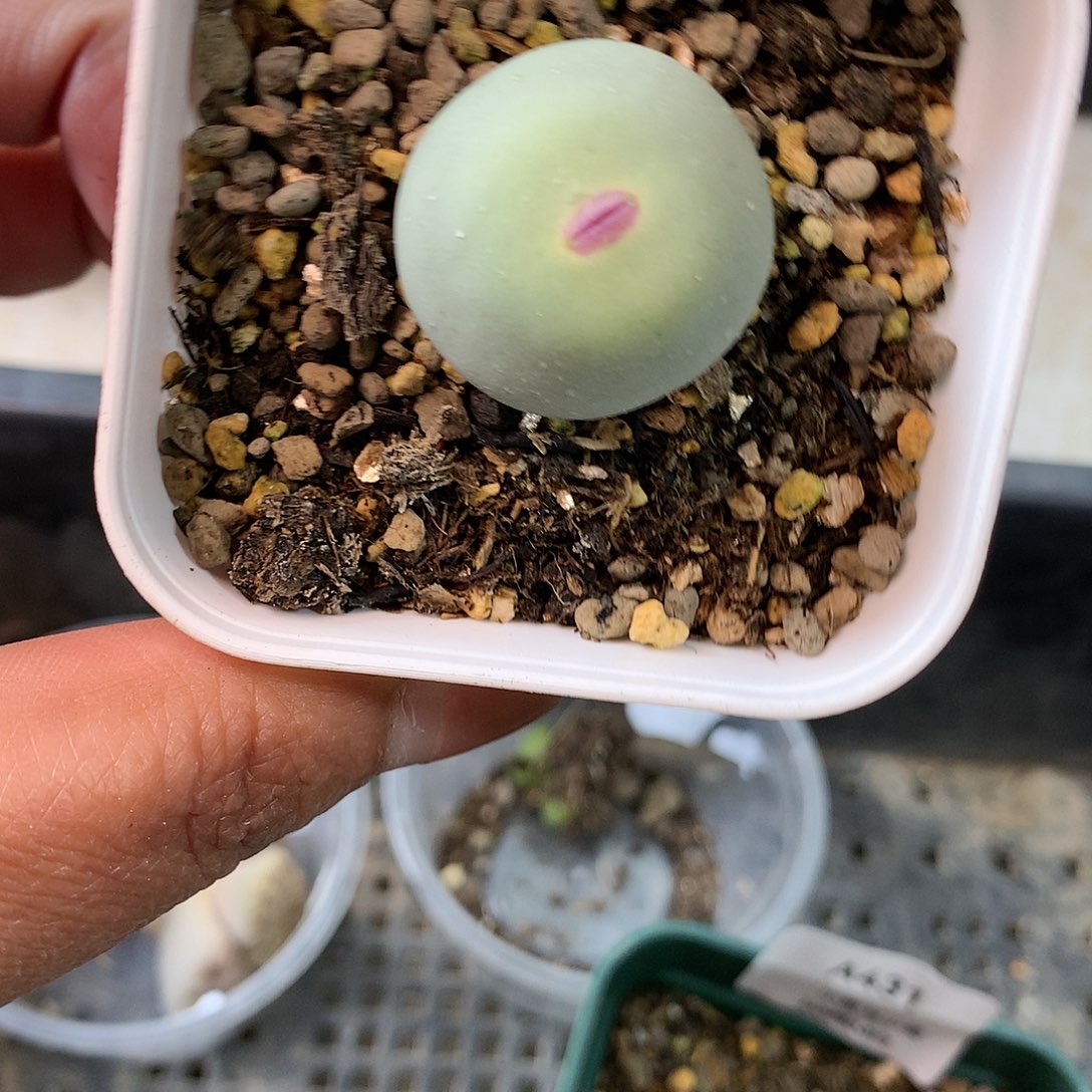 A429多肉植物保护研究所