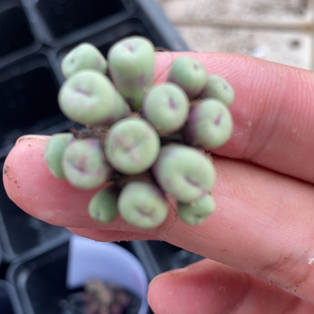 1485一群一群一群