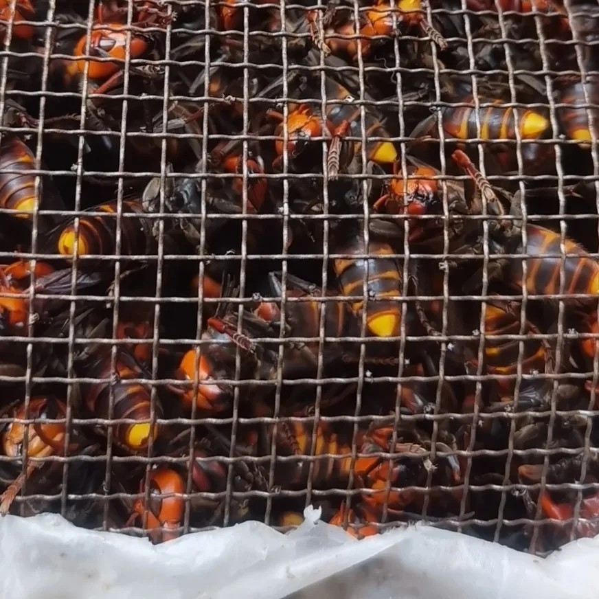 老蜂鲜大虎头蜂活体现泡金环大马蜂鸡笼蜂土地蜂老胡蜂大黄蜂黑蜂