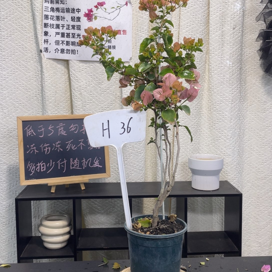 大量花朵（建议范围：8朵-15朵 或40%以上）台湾姑娘H36