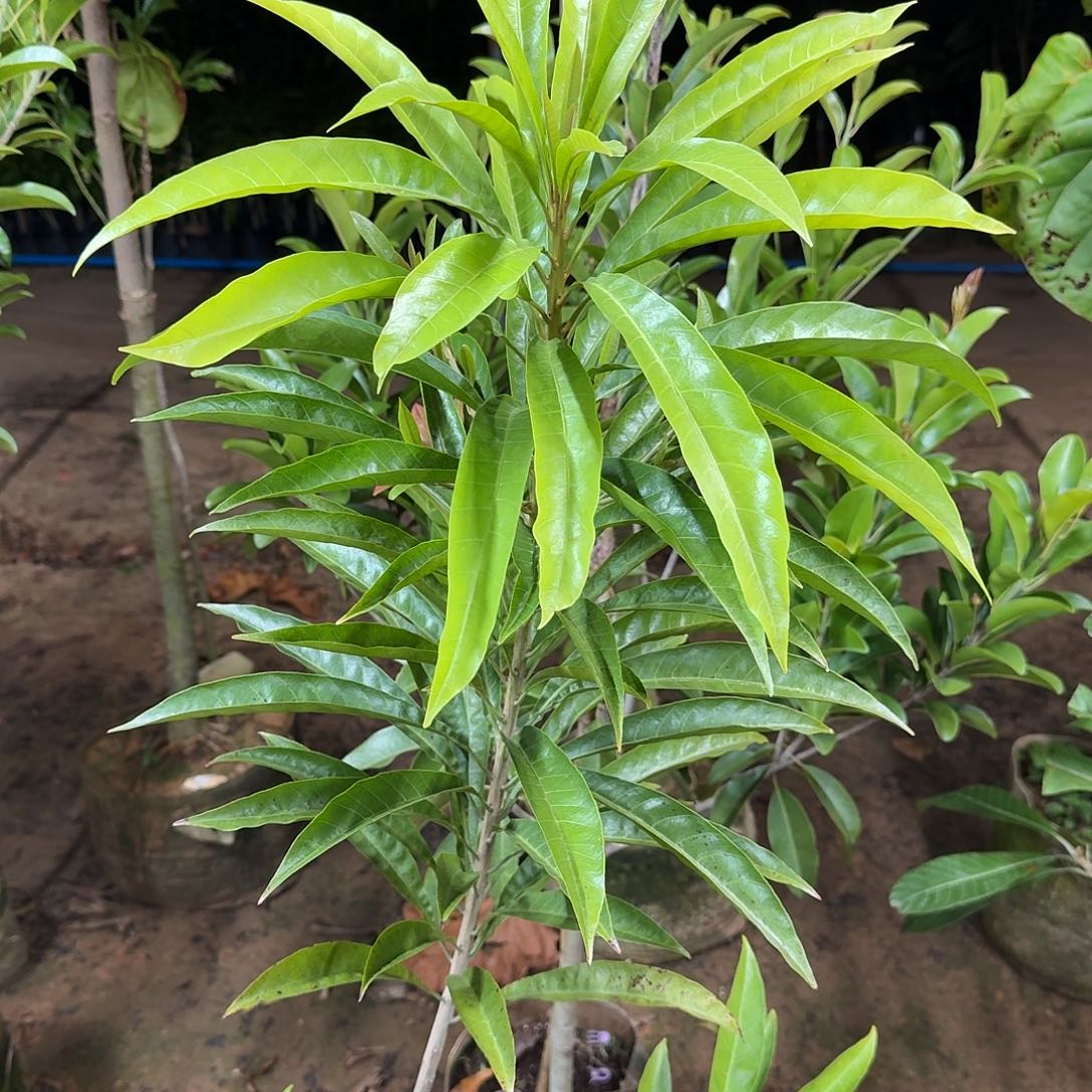彬***当前无花栽培后可以开花金苹果