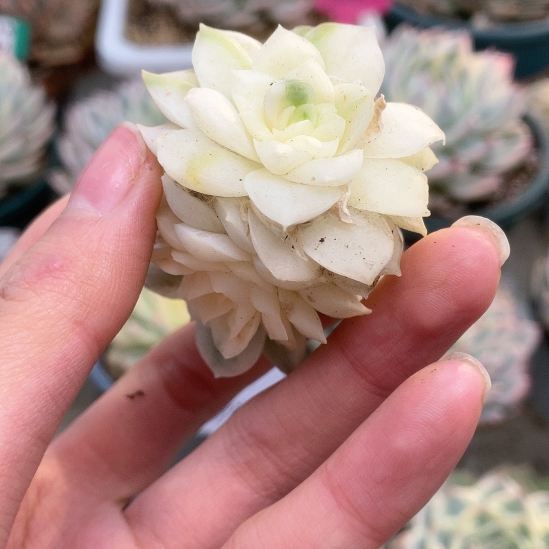 034麦杆锦锦锦锦锦锦