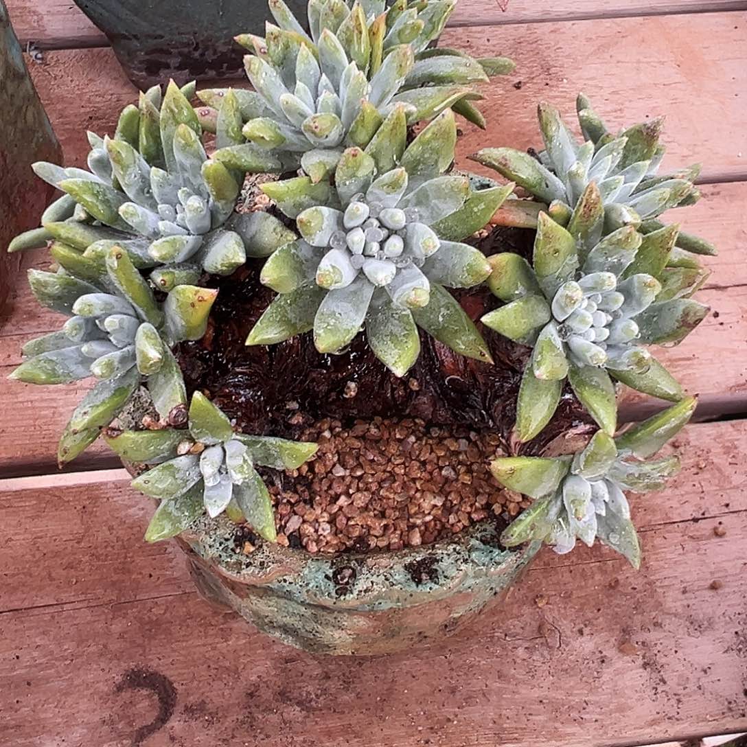 7620绿菊漠然一仙女杯