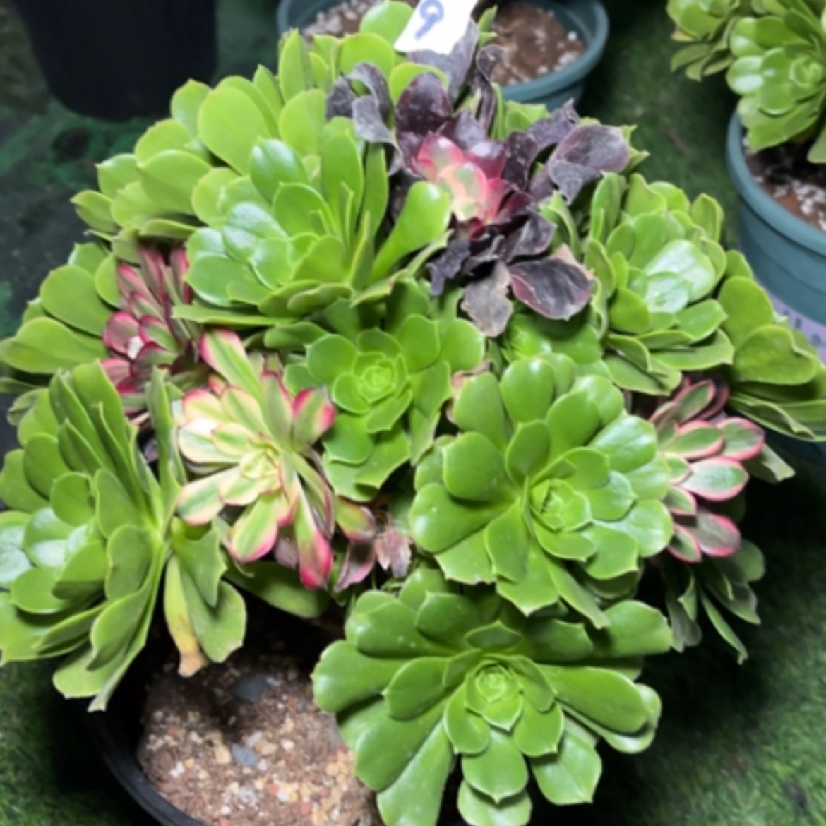 【闪购商品】9嫁接多肉法师