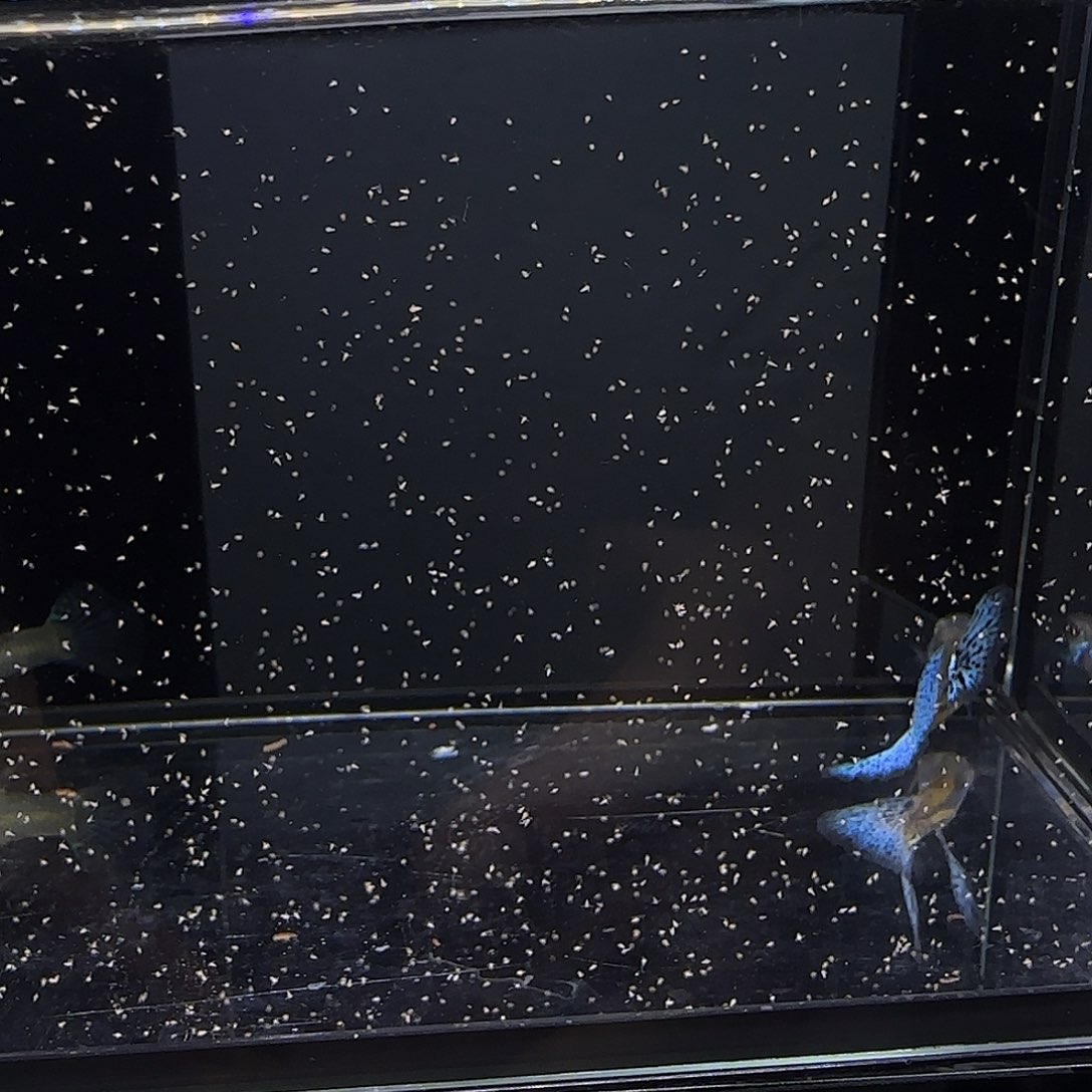 孔雀鱼蓝草一对！！！