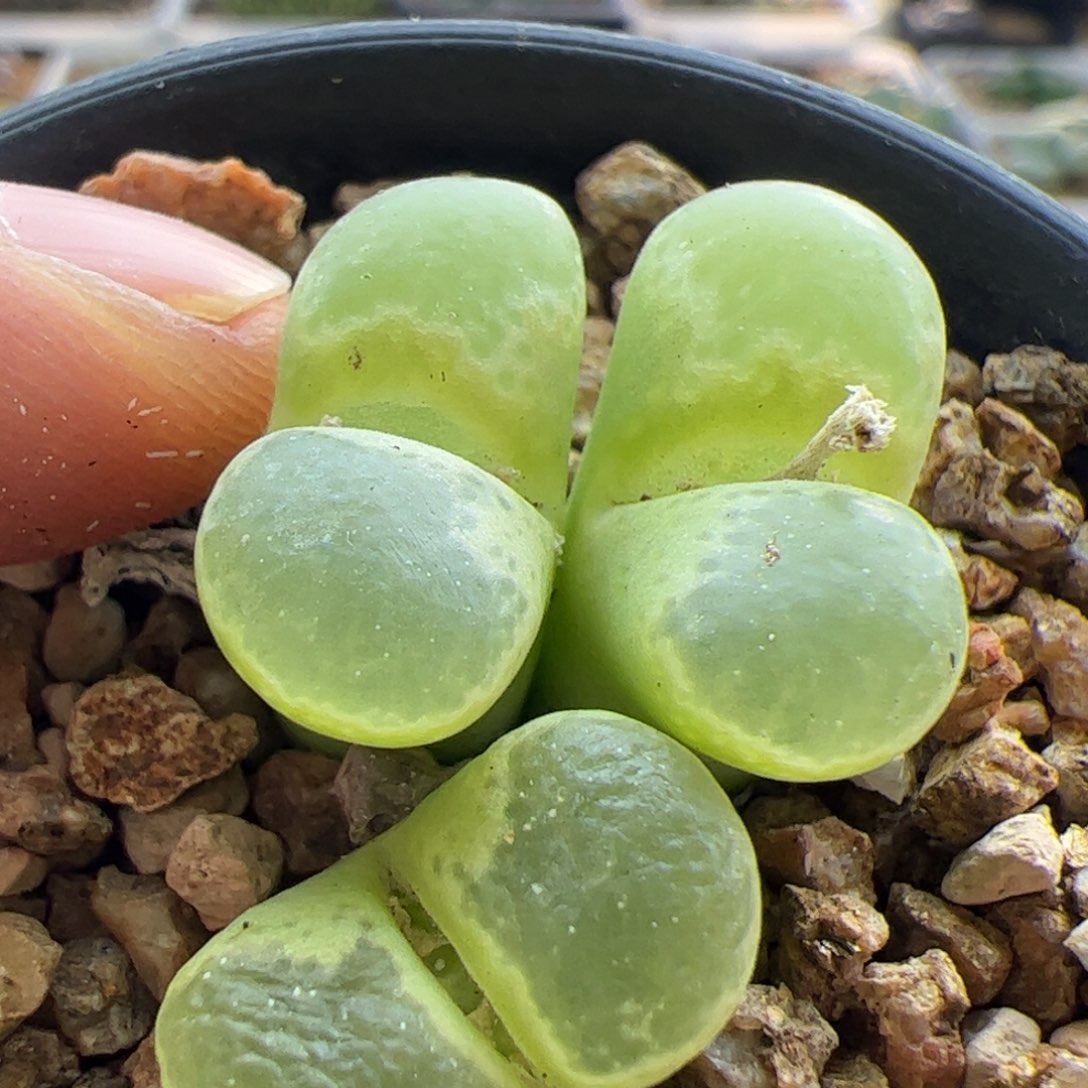 大家初三快乐23119