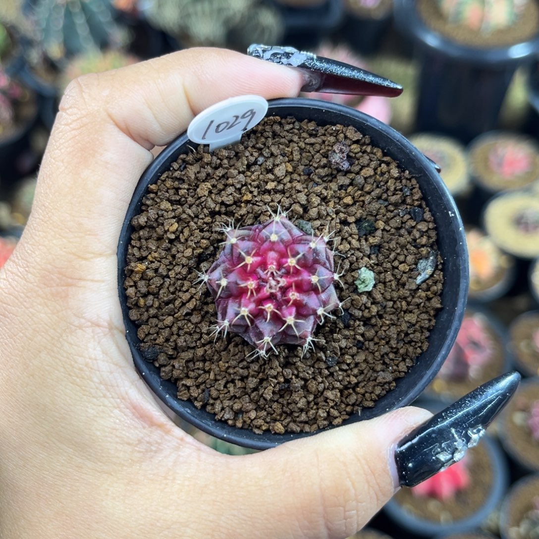 1029   带盆土发货
