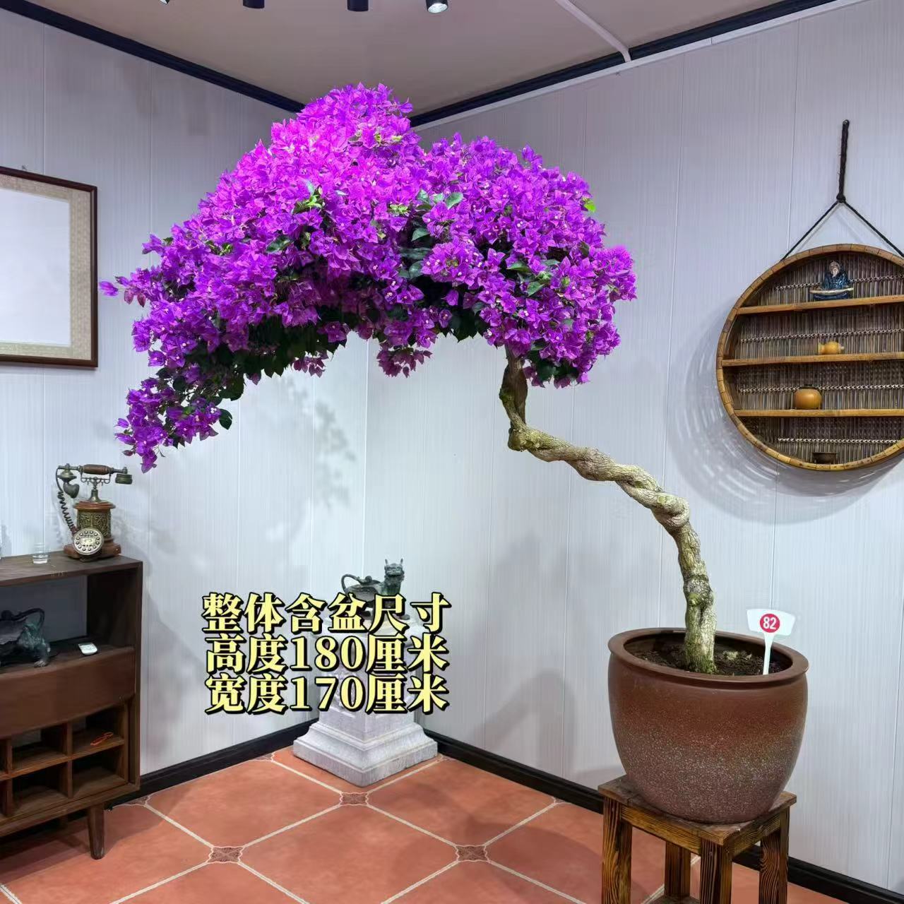 【与心园艺】小叶紫精品老桩三角梅盆景