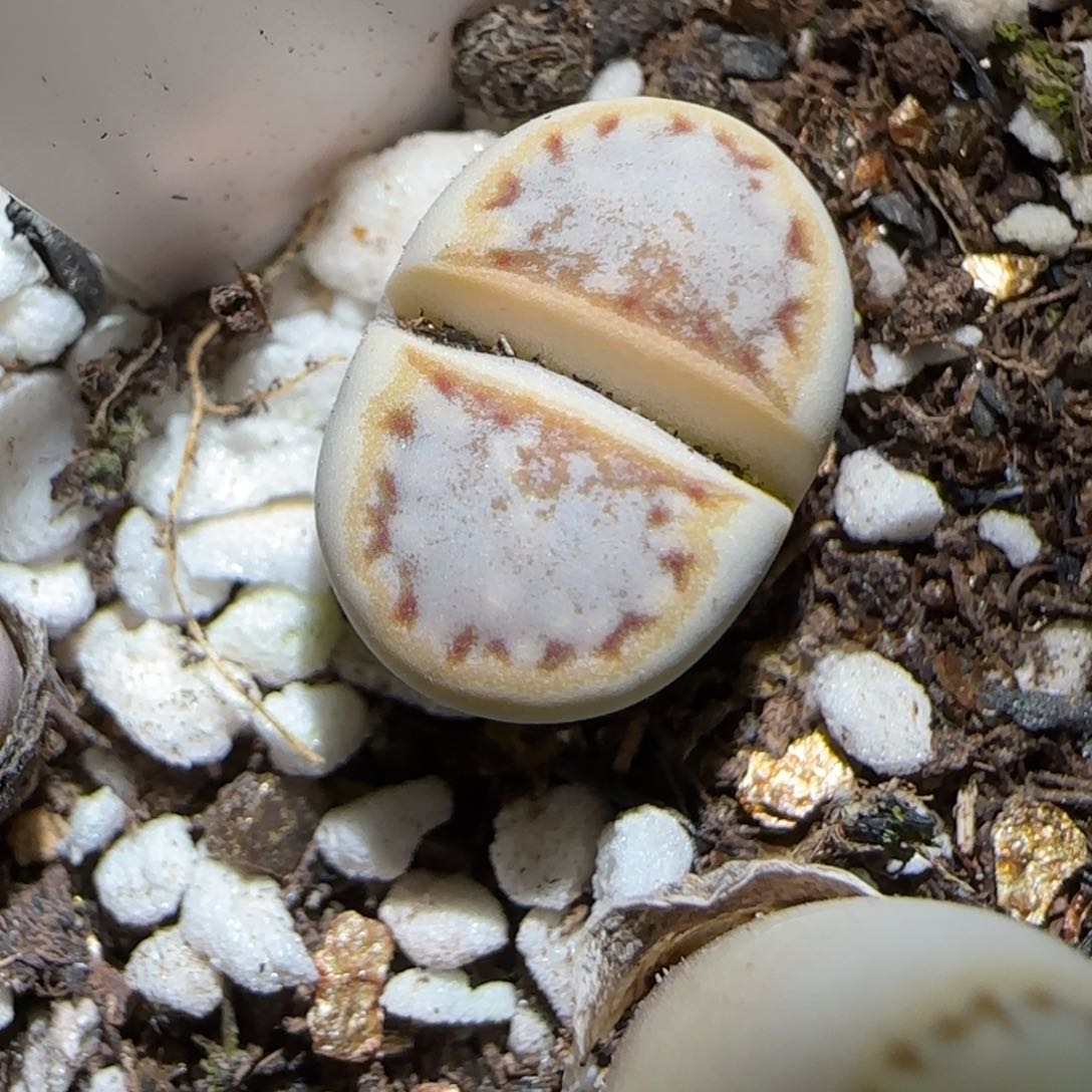 1.18，.6饼干，9007