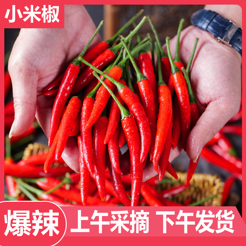 新鲜现摘特辣小米辣椒农家自种泡椒剁椒蔬菜餐饮调味红辣椒朝天椒