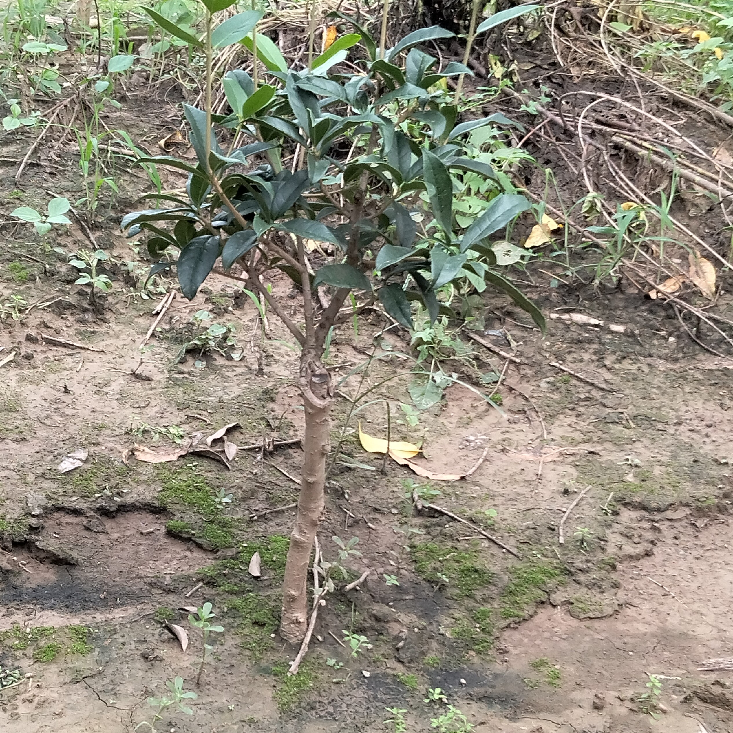 八月桂花嫁接七八年