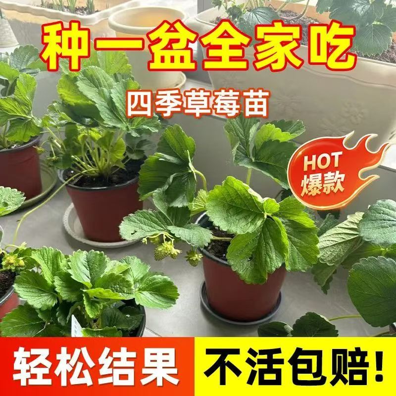 草莓秧苗四季草莓苗南北方当年结果奶油草莓苗红颜草莓苗草莓盆栽