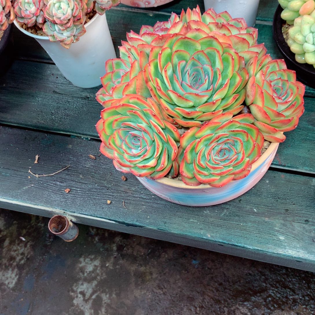钮***橙一物一拍一物一拍