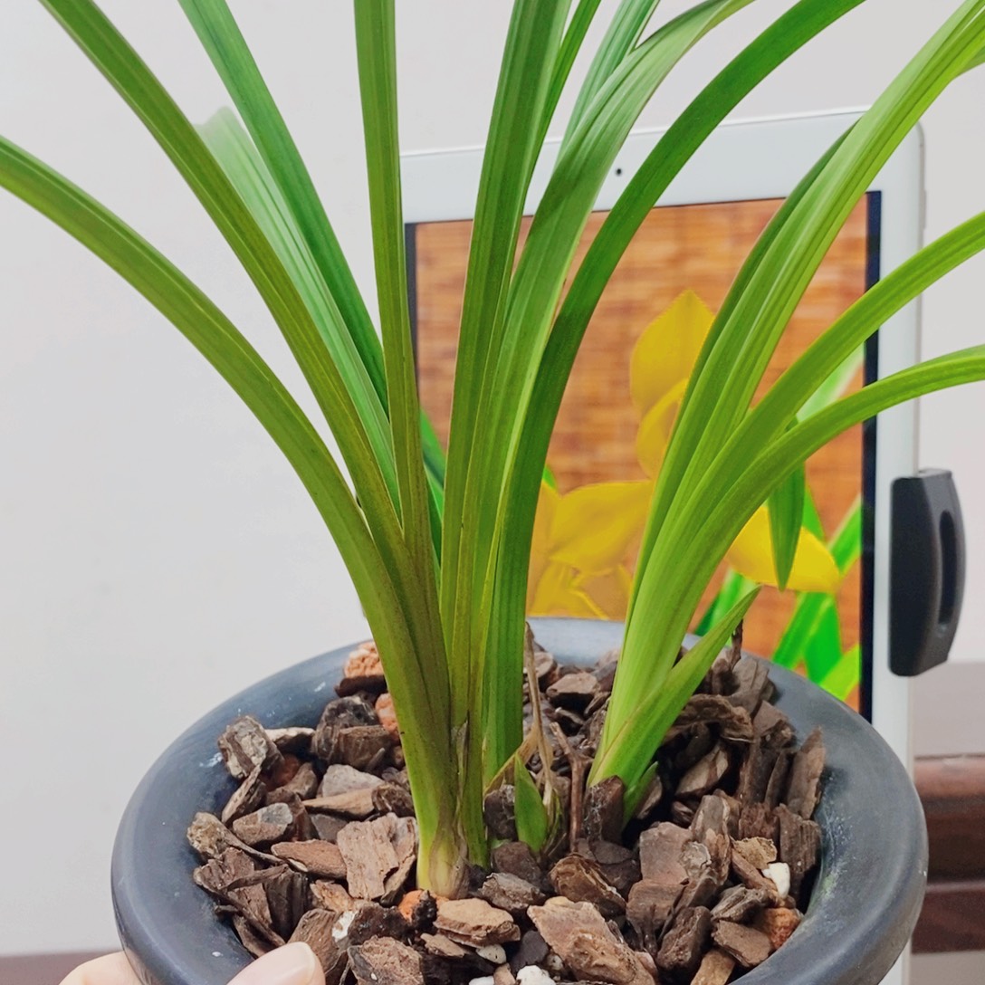 浅***墨当前无花栽培后可以开花