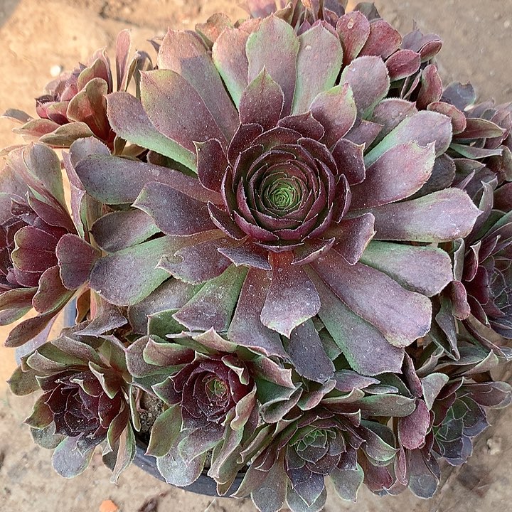 多肉植物黑魔37号