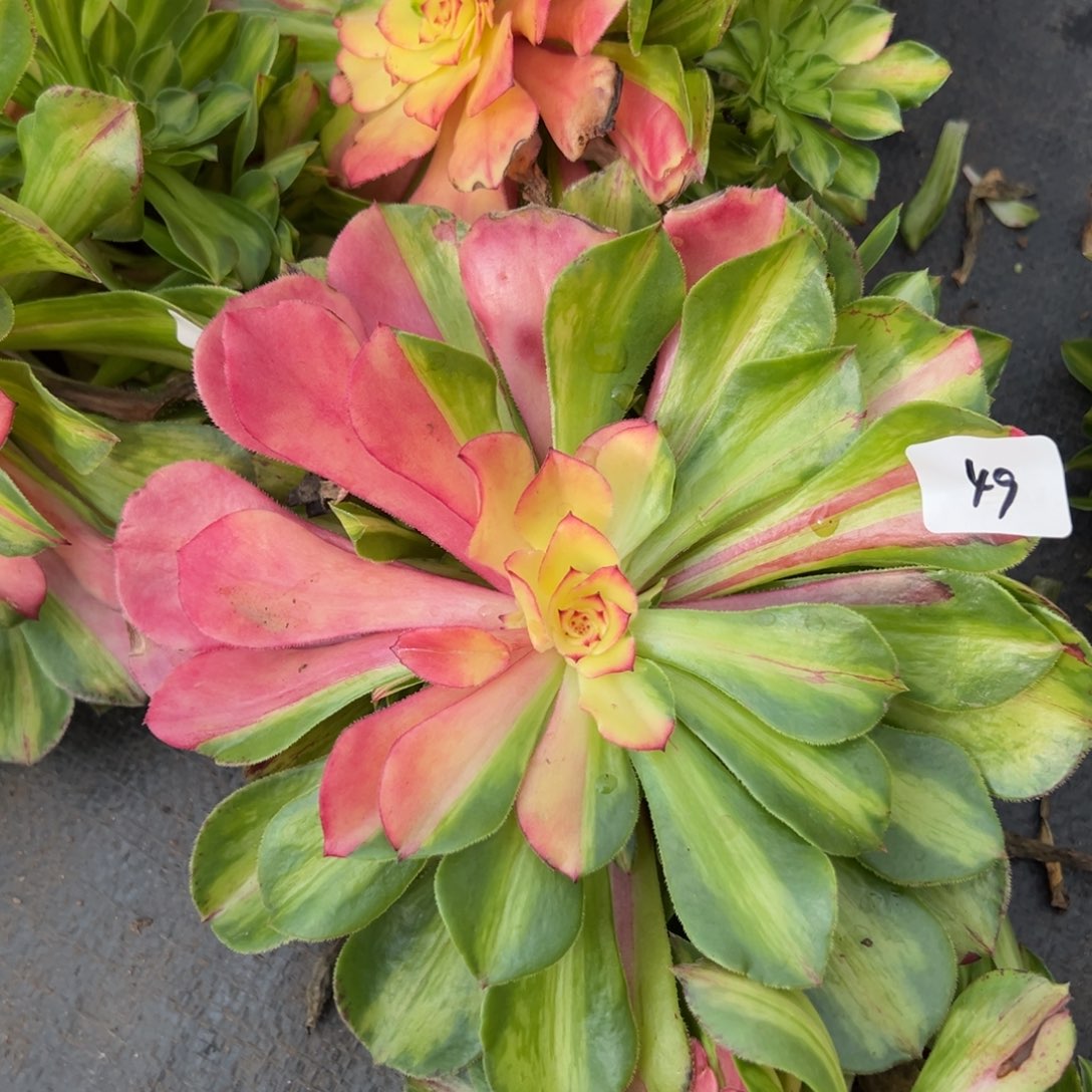 49知否无根多肉嘻嘻嘻