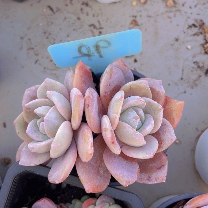 健健康康平平安安