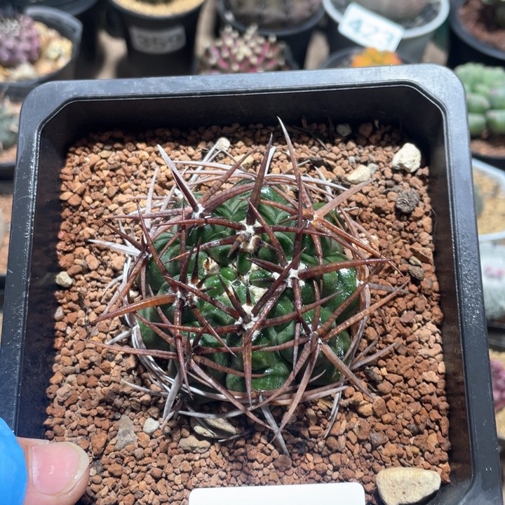 435实生狂刺碧岩玉