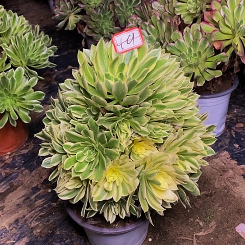 燕凝老桩捧花法师49链接