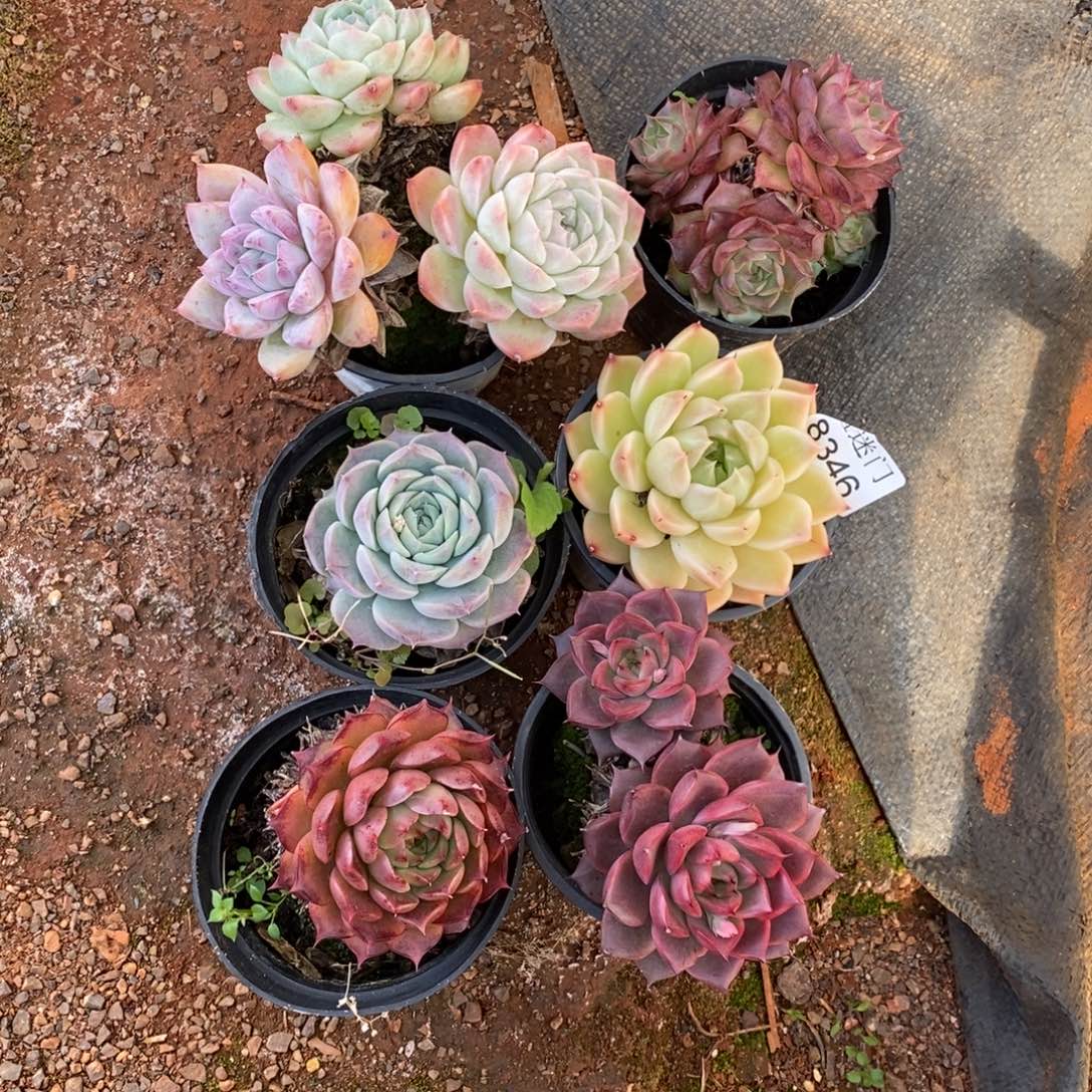 Y***。不包整散掉头8346~6颗