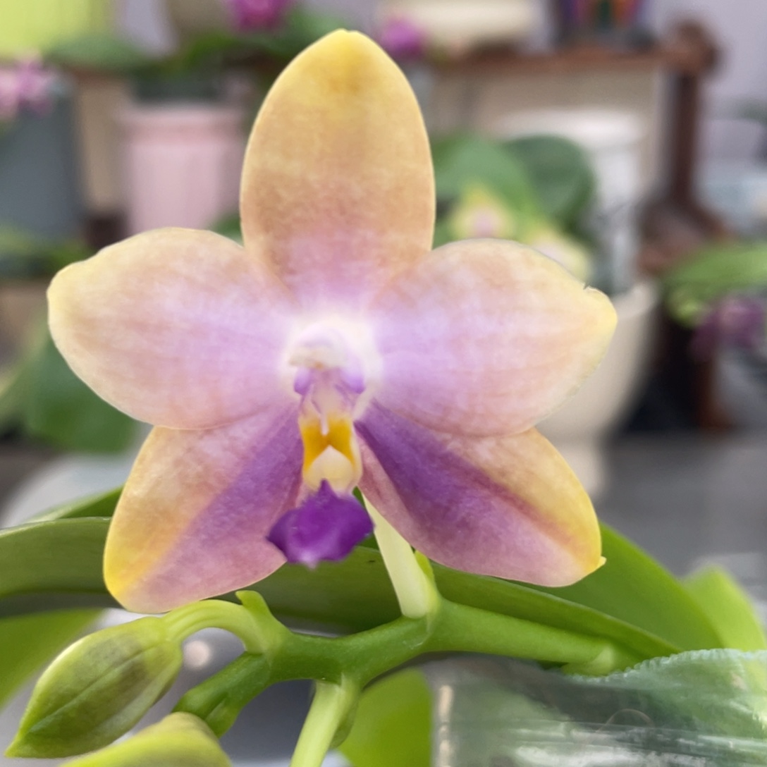 完全开放YW08，2.5杯开花株