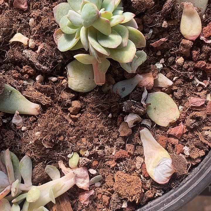 白凤血凤一物一拍